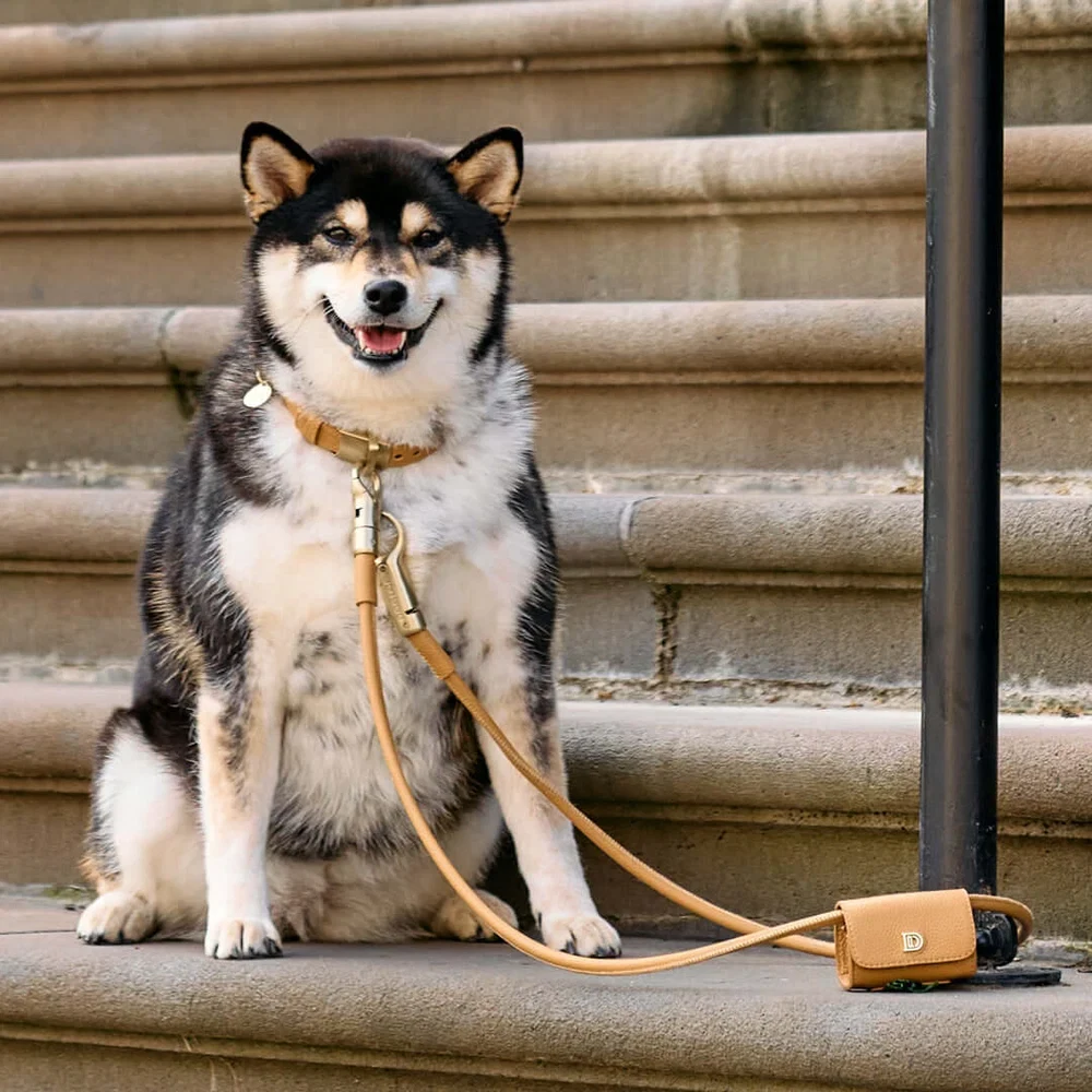 Dog wearing a tan collar and DogLoc lead on stone steps